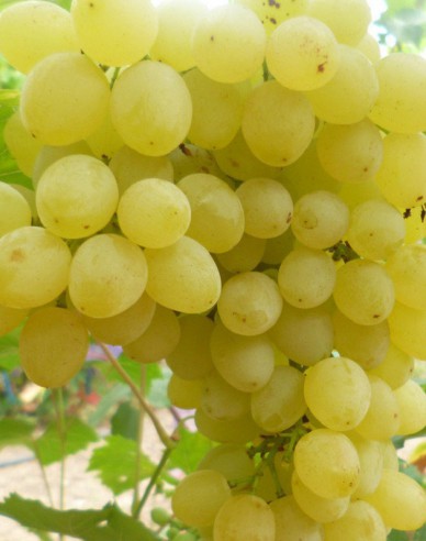 Tafelrebe Prim, wurzelnackt