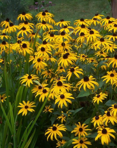 Rudbeckia Goldsturm 9x9