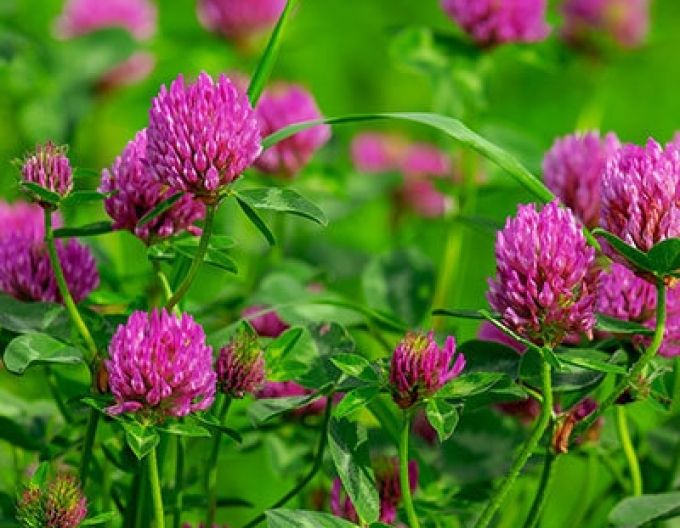 Saat-Luzerne Eugenia 250g