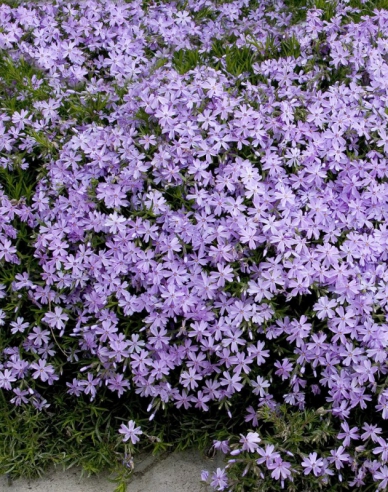 Flammenblume Emerald Cushion Blue