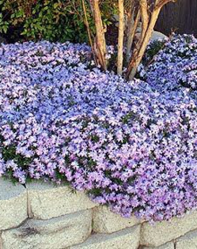 Flammenblume Emerald Cushion Blue