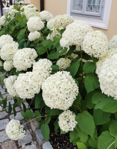 Hortensie Annabelle 2l