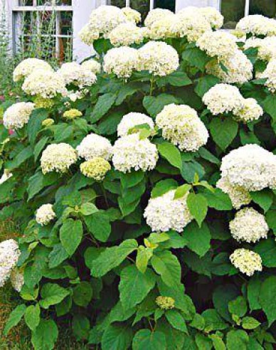 Hortensie Annabelle 2l