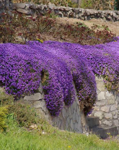 Blaukissen-Aubrieta Audrey Blue Shades