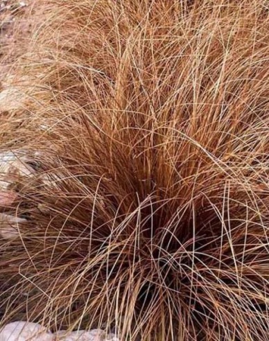 Fuchsrote Neuseeland Segge