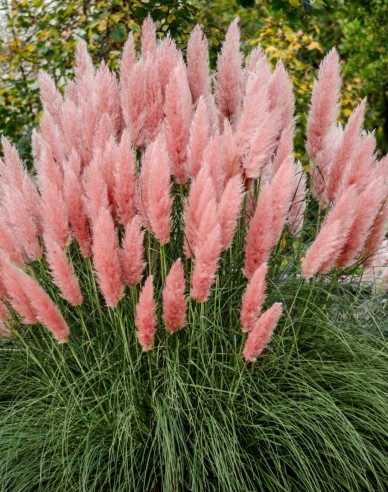 Pampasgras - Cortaderia  Rosea