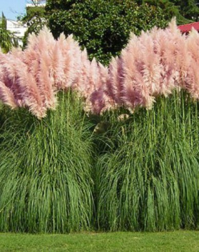 Pampasgras - Cortaderia  Rosea