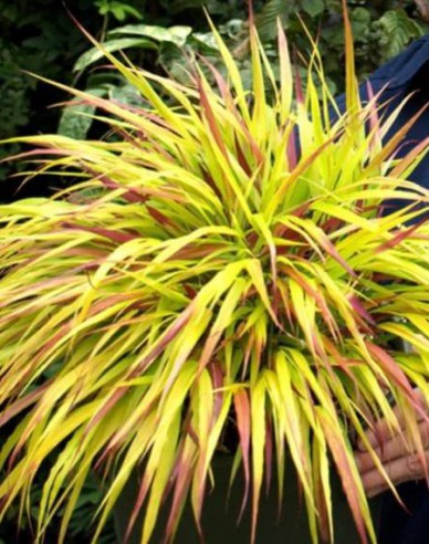 Japanisches Berggras Sunflare