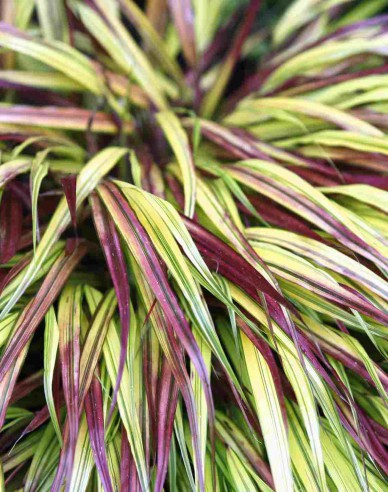 Japanisches Berggras Naomi