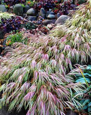 Japanisches Berggras Naomi