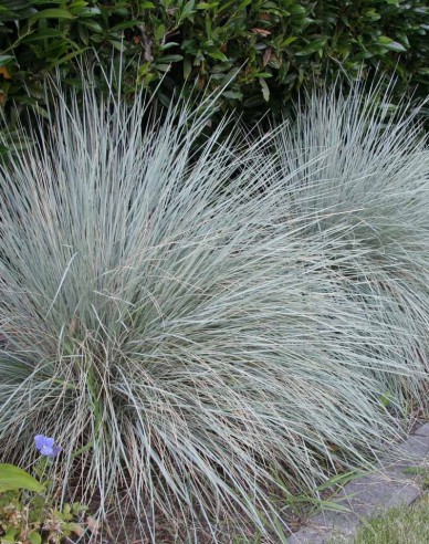 Immergrünes Schillergras Saphirsprudel