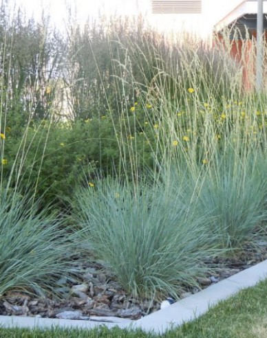 Immergrünes Schillergras Saphirsprudel