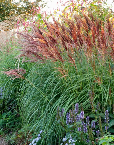 Ornamental Chinese Red Chief