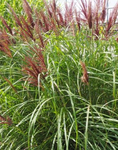 Ornamental Chinese Red Chief