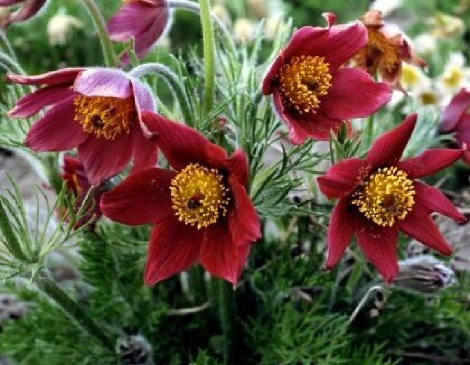 Küchenschelle  Pinwheel Dark Red Shades