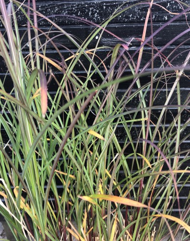 Chinaschilf Serengeti