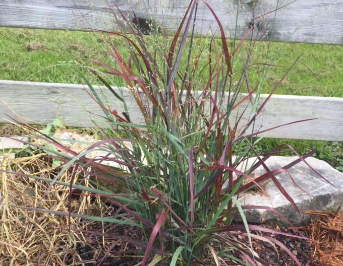 Ruten-Hirse Hot Rot