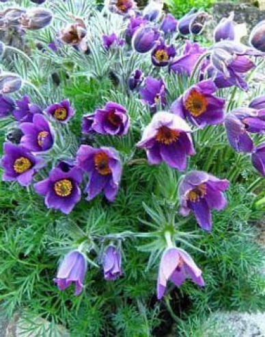 Küchenschelle Pinwheel Blau Violett