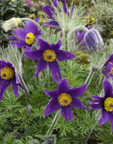 Küchenschelle Pinwheel Blau Violett