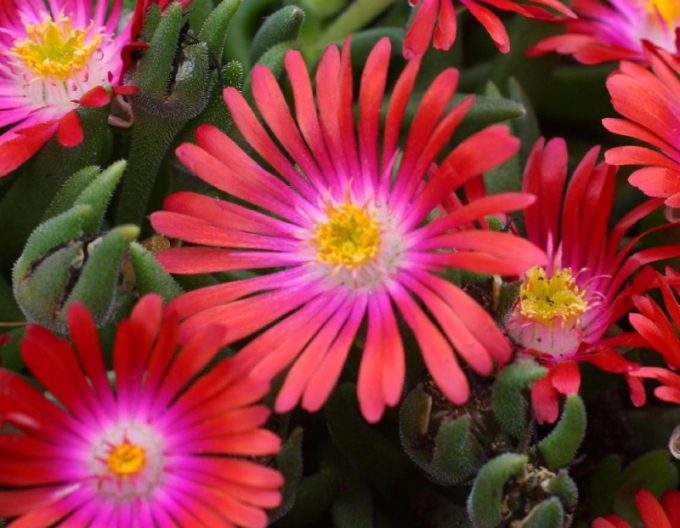 Mittagsblume Jewel of Desert Garnet