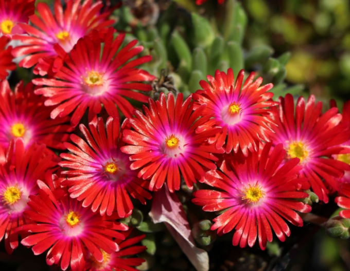 Mittagsblume Jewel of Desert Garnet