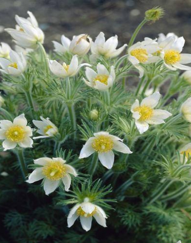 Küchenschelle Pinwheel Weiß