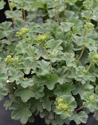 Alchemilla Alma