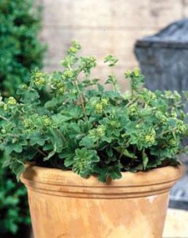 Alchemilla Alma