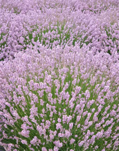 Lavendel Rosea