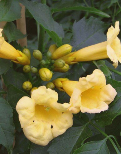 Trompetenblume Flava