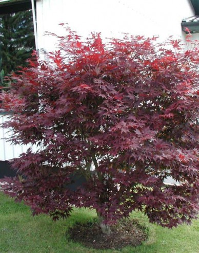 Ahorn Atropurpureum