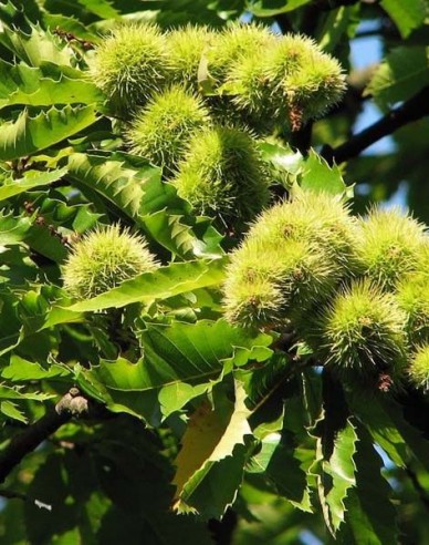 Kastanie Lyon, wurzelnackt