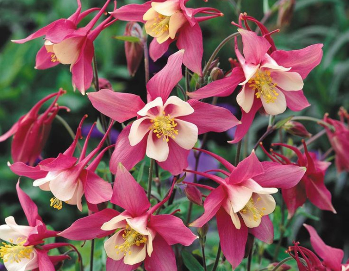 Frühlingszauber Rose Ivory