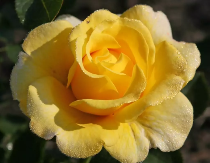 Rose Sunmaid