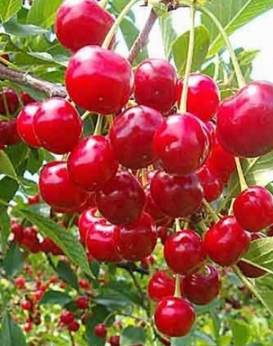 Sauerkirsche Kelleris auf Prunus Mahaleb, wurzelnackt