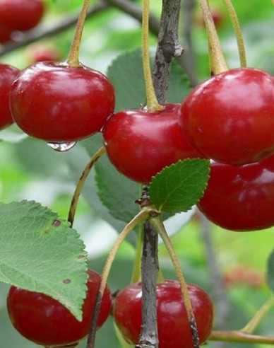 Sauerkirsche Nana auf Prunus Mahaleb, wurzelnackt