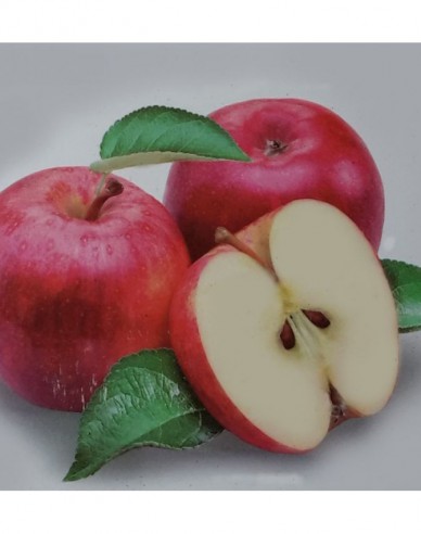 Apfelbaum Discovery auf MM106, cont. 5l