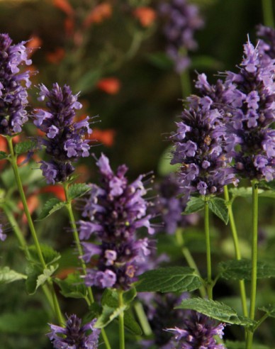 Agastache Black Adder