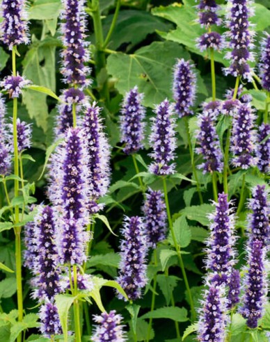Agastache Black Adder