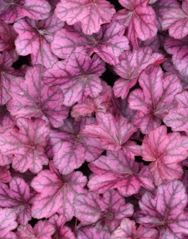 Purpurglöckchen Wildrose