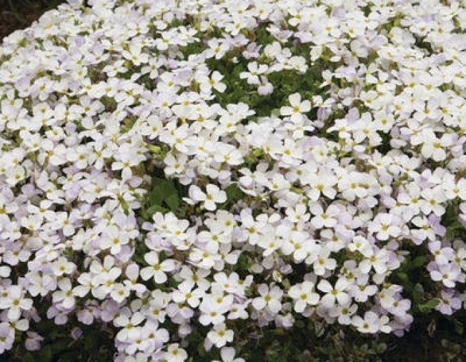 Blaukissen (Aubrieta) White