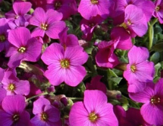 Schild Florado Rose Red
