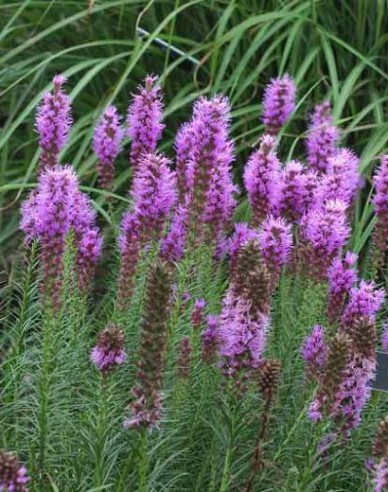 Liatra Floristan Violet