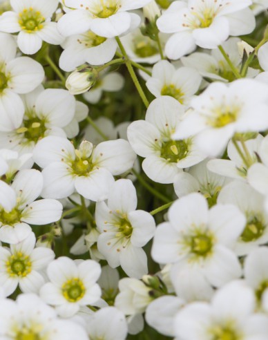 Moos-Steinbrech Rockies Weiß