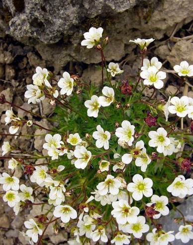 Moos-Steinbrech Rockies Weiß