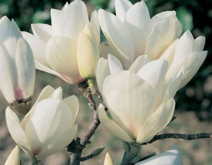 Magnolie Manchu Fan