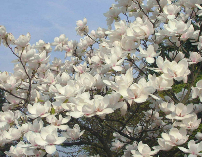 Magnolie Manchu Fan