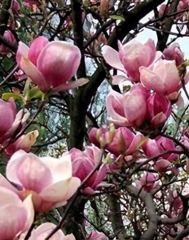 Magnolie Satisfaction