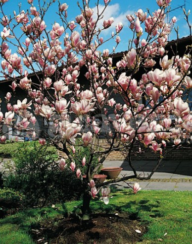 Magnolie Satisfaction