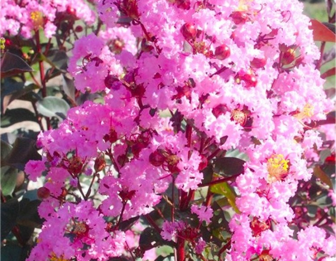 Lagerströmie Rhapsody in Pink
